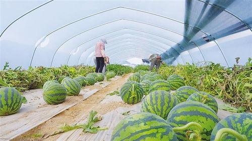 新瓜最新爆料兰州,揭秘城市背后的故事与秘密 第1张 新瓜最新爆料兰州,揭秘城市背后的故事与秘密 第1张